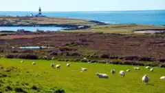 બીબીસી ગુજરાતી, ગુજરાત, બીબીસી, અમદાવાદ, બ્રિટન, ટાપુ, ઘેટાં