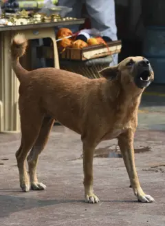 కుక్కల దాడి