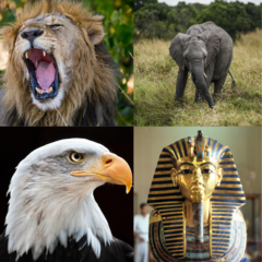 CAN 2025 : Quels sont les surnoms des 24 équipes de la Coupe d'Afrique des Nations au Maroc ?