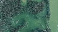 साना माछाको बथानको बीचमा शार्क 