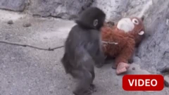 தாயால் கைவிடப்பட்ட 'பஞ்ச்' - தற்போதைய நிலை என்ன?