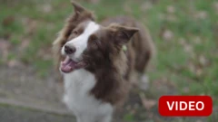 புத்திசாலியான நாய் - 200க்கும் மேற்பட்ட பொருட்களின் பெயர்கள் தெரியுமாம்