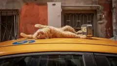 Un chat couché sur le haut d'un taxi dans la ville turque d'Istanbul 