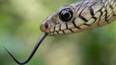 உலகளவில் பாதி: இந்தியாவில் மட்டும் ஆண்டுதோறும் பாம்பு கடித்து பல ஆயிரம் பேர் பலியாக என்ன காரணம்?