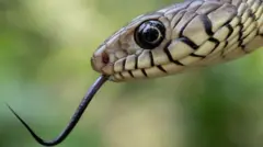 ஒவ்வொரு ஆண்டும் சுமார் 50,000 இந்தியர்கள் பாம்புக்கடியால் இறக்கின்றனர். 