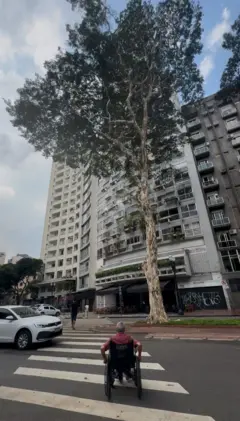 Cadeirante atravessando rua em faixa de pedestres na direção de árvore alta.