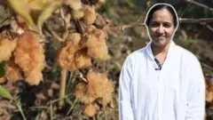 કપાસ, ખેતી, મહારાષ્ટ્ર, ગુજરાત, બીબીસી ગુજરાતી, રંગીન કપાસ, કપાસની ખેતી, પર્યાવરણ, પાણી, કૉટન