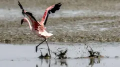 प्रातिनिधिक फोटो