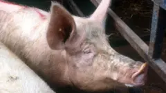 अफ्रिकन स्वाइन फिभर
