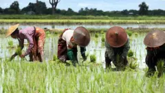 စပါးစိုက်တောင်သူတွေ အထွက်နှုနးကျဆင်း