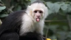 قرد يقف على شجرة