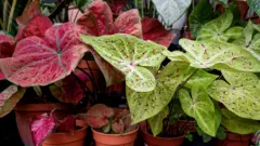 Akwụkwọ ede mmụọ etinyere n'ime ihe dịka nkata e ji echu mmiri. Ọ na-cha akwụkwọ ndụ akwụkwọ ndụ nakwa uhie uhie