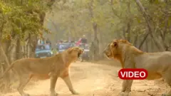 గుజరాత్ పర్యటక శాఖ, సింహాలు