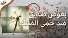 بعوض صديق ضد حمى الضنك