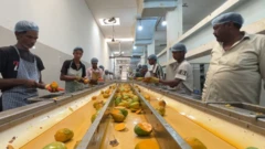 કેરી, સુરત, બીબીસી ગુજરાતી