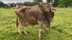 வெரோனிகா, ஆஸ்திரியா, தனது முதுகை குச்சியால் தேய்க்கும் பசு