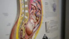 Quadro na parede com ilustração de bebê dentro do útero e outras informações médicas