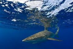 Un tiburón galápagos cerca de la superficie
