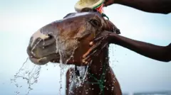 ቀዳም፡ ኣብ ሰኔጋል ከተማ ዳካር ኣብ ዝርከብ ገማግም ባሕሪ ዮፍ፡ ሓደ ፈረስ ሰብነቱ ንኽዝሕል ይሕጸብ