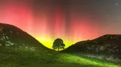 Ian Sproat wanda ya dauki hoton bishiyar ya bayyana takaicinsa bayan an sare ta.