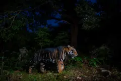 Um tigre está parado em meio a uma floresta densa e escura, iluminado por um flash que destaca suas listras escuras e excepcionalmente grossas. A folhagem ao redor se funde com o fundo escuro, enfatizando a postura alerta do animal e seus olhos brilhantes.