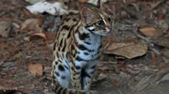 Gato leopardo