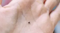 Bir adamın avucunda kene