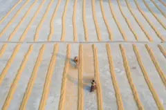 Trabalhadores em campo de arroz