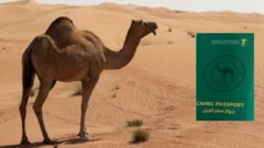Foto of camel and dia sample of passport wey Saudi Arabia wan do