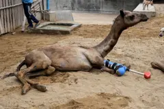 شتر پاکستانی