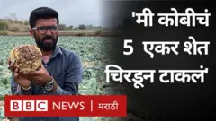 'या' शेतकऱ्याने 5 एकर कोबीवर ट्रॅक्टर का फिरवला?