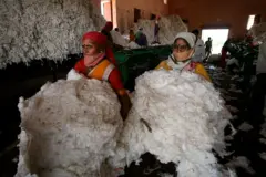 cotton