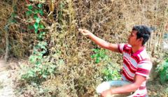 দিনাজপুরের বাঁশ ঝাড় থেকে বীজ সংগ্রহ করছেন সাঞ্জু রায়।