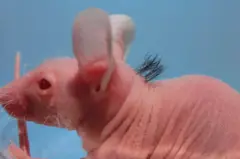 Imagem em close mostra um camundongo rosa quase sem pelos, com apenas um pequeno tufo de cabelo preto na nuca, sentado dentro de um recipiente de vidro