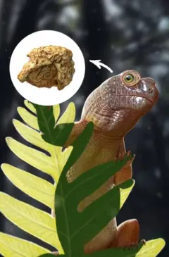 Desenho de um réptil e ao lado dele o crânio