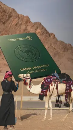 الإبل السعودية تحمل جوازات سفر وفق رؤية 2030 