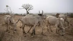 Awọn maluu ninu ọgba wọn