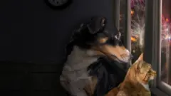 कुत्रा आणि मांजर 