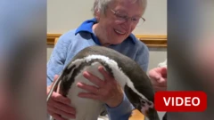 முதியோர் இல்லத்திற்கு வந்து உற்சாகமூட்டிய பென்குயின்கள்