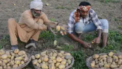 ਆਲੂ