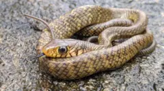 மழைக் காலத்தில் பாம்புகள் வீட்டுக்குள் வராமல் தடுக்க என்ன செய்ய வேண்டும்?