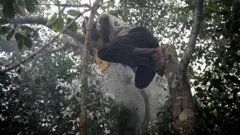 தேனீக்கள் கொட்டினால் என்ன செய்ய வேண்டும்? 