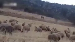 واکنش یک چوپان به حمله یک خرس به گله: «نترس خرسی! اینجا کسی کاری باهات ندارد.»