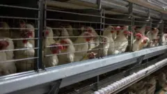 Bandırma'daki bir tavuk çiftliği