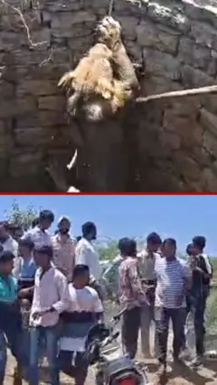 Trenutak spasavanja lava iz bunara dubokog devet metara