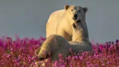 Dois jovens ursos polares brincam em meio a flores cor-de-rosa