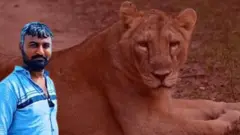 பெண் சிங்கத்திற்கான மயக்க மருந்து தவறுதலாக செலுத்தப்பட்டதால் ட்ராக்கர் பலி