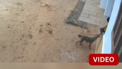 காணொளி: சிறுவனை கடித்த குள்ளநரி; காப்பாற்றிய தாய்