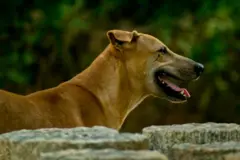 ශ්‍රී ලංකාවේ මිනිසුන්ට ආසාදනය වීමට බොහෝ දුරට ඉඩ ඇත්තේ බල්ලන්ගෙනි.