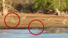 चितुवाले सिकार गर्न लागेको मृगमा गोहीले आँखा लगाएपछि...